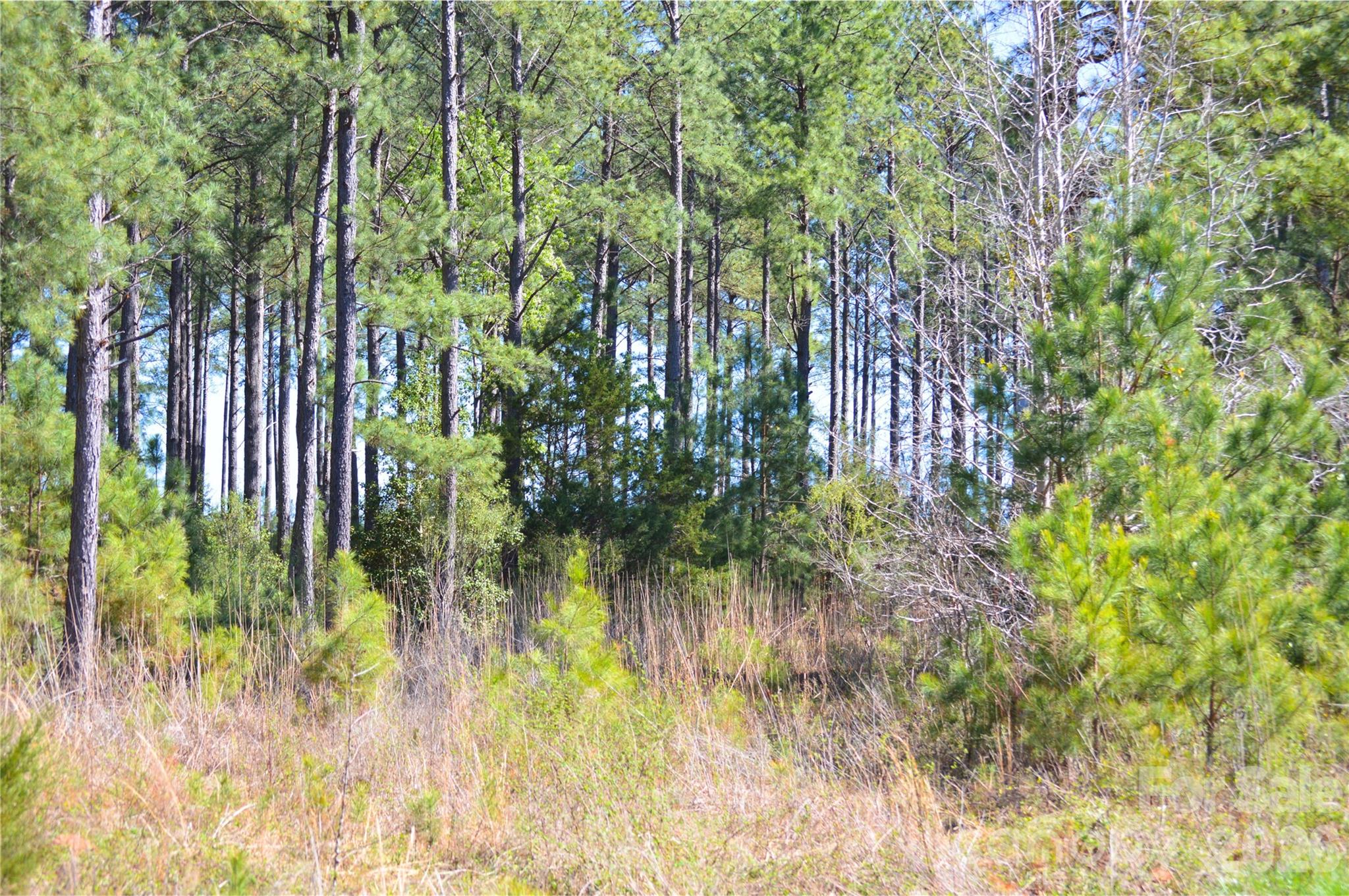0 Bobby Faucette Road, Unit 3 Jonesville, SC 29353 - Photo 5 of 18