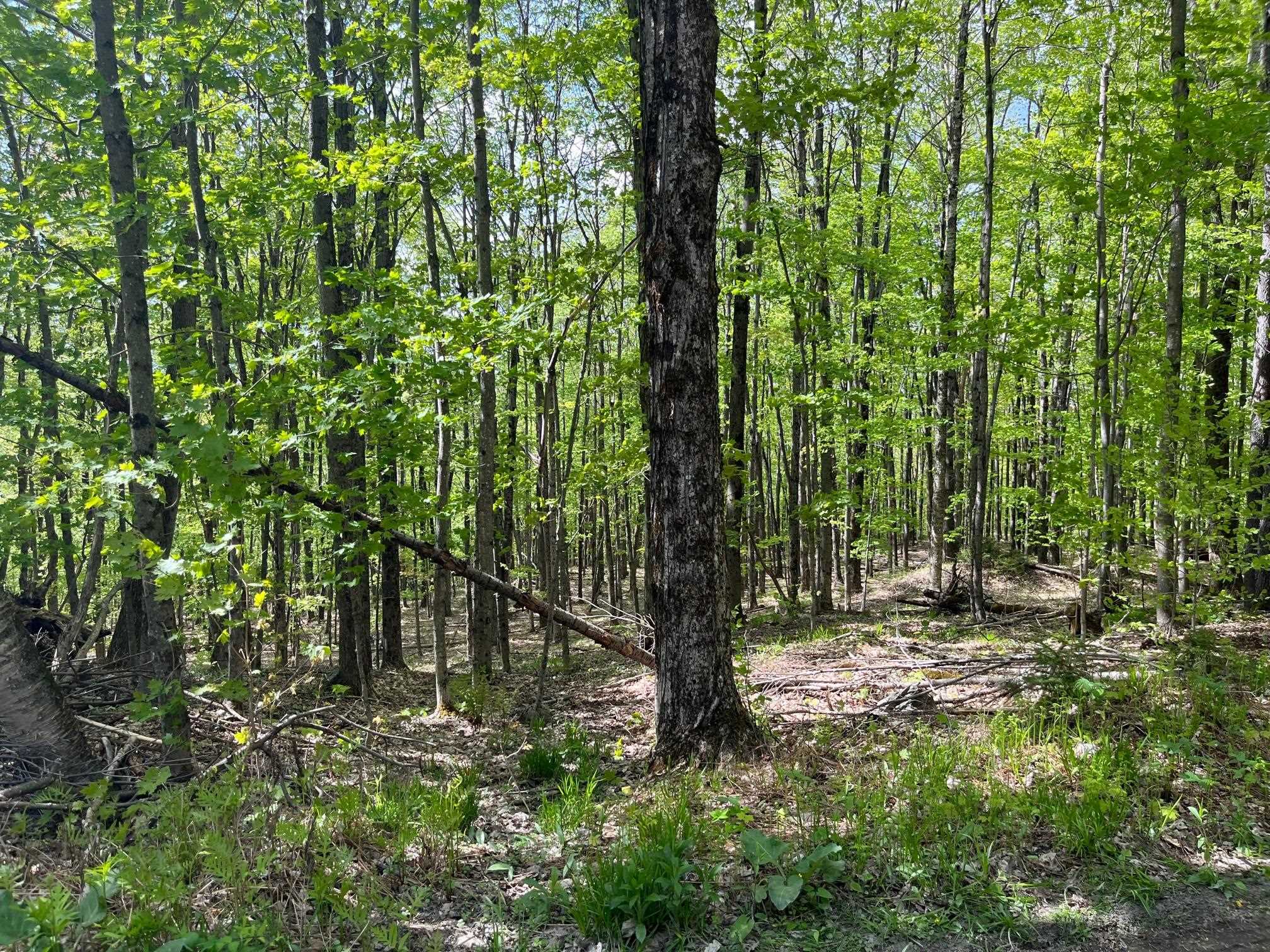 0 Willow Road Bakersfield, VT 05441 - Photo 3 of 12