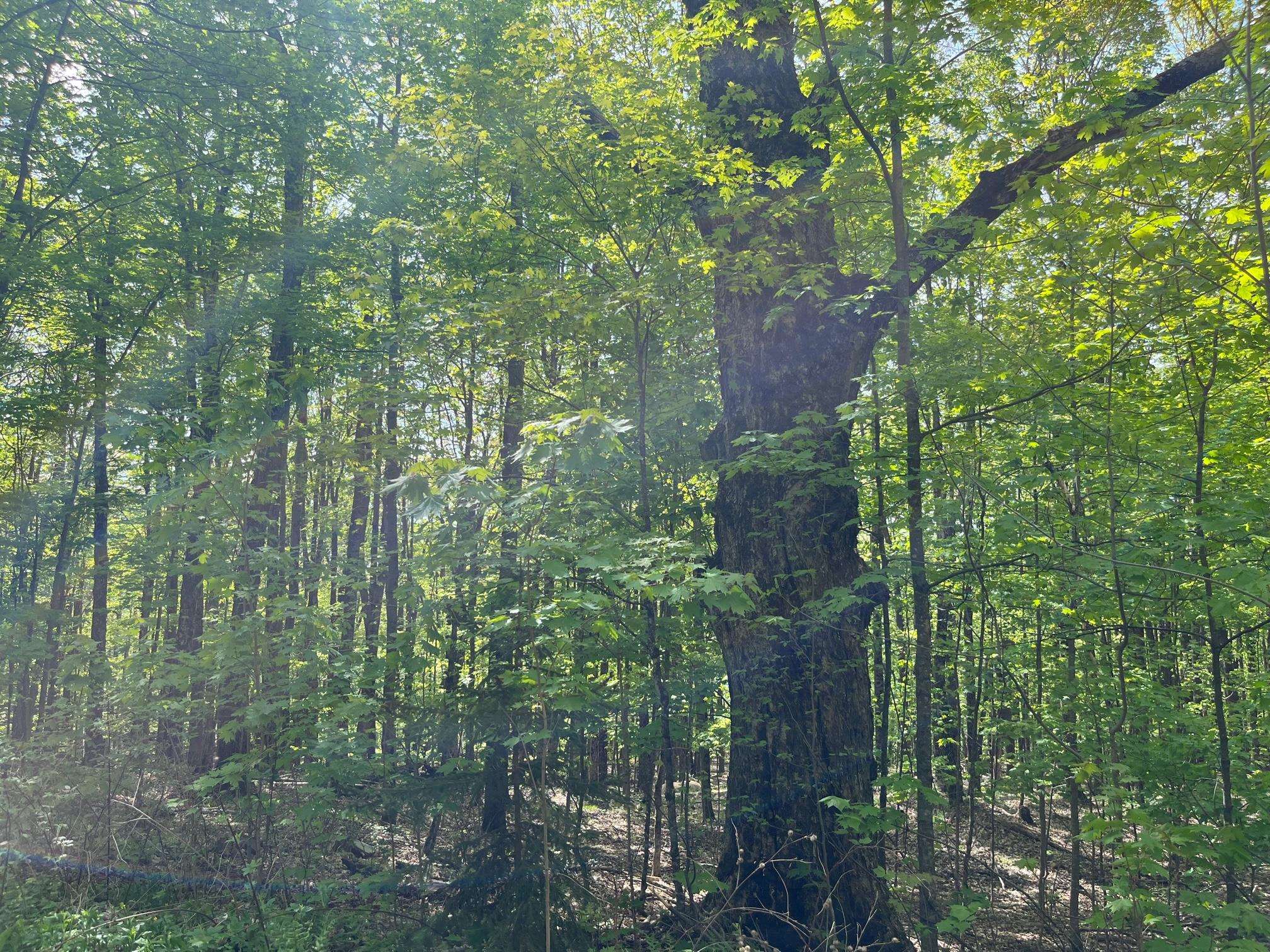 0 Willow Road Bakersfield, VT 05441 - Photo 10 of 12