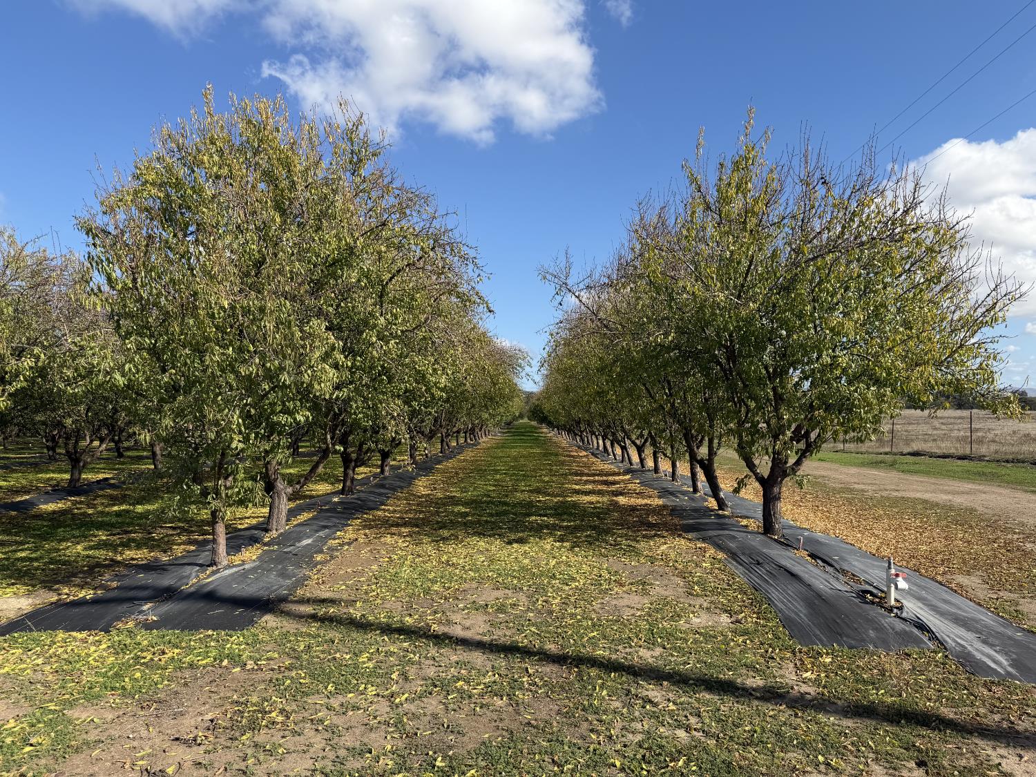 a view of a yard with an trees