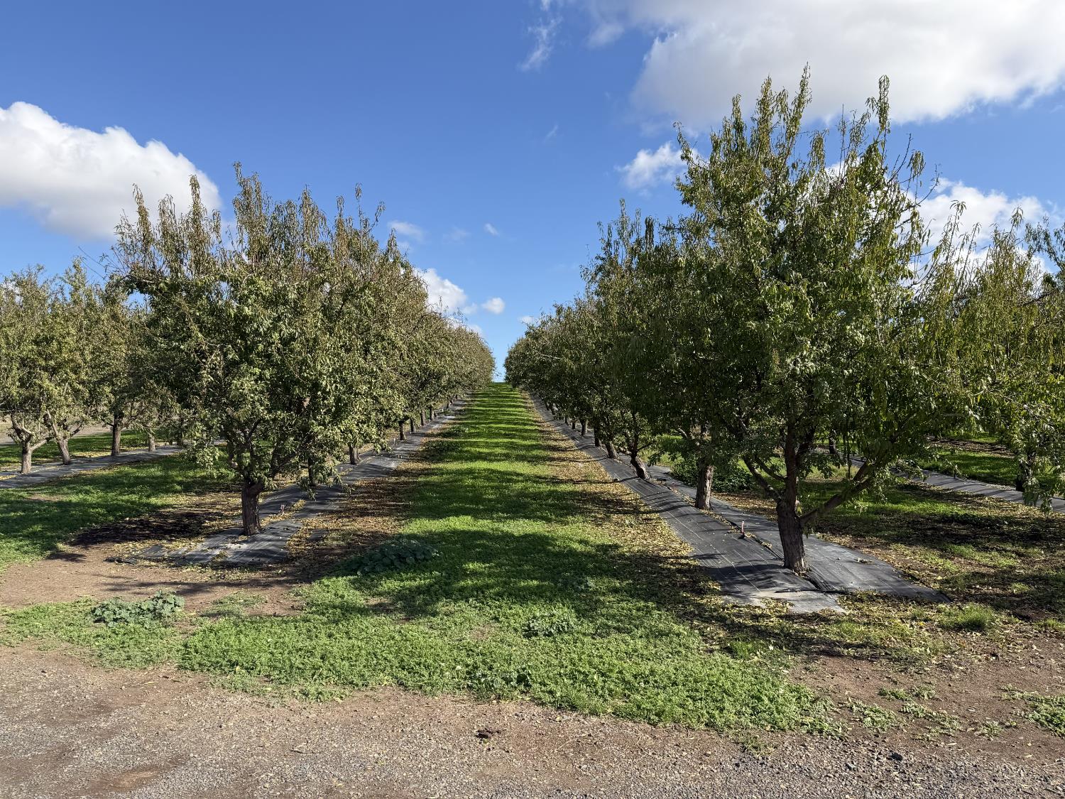 13571 Wimer Farmington, CA 95230 - Photo 9 of 12 a view of a tree in a yard