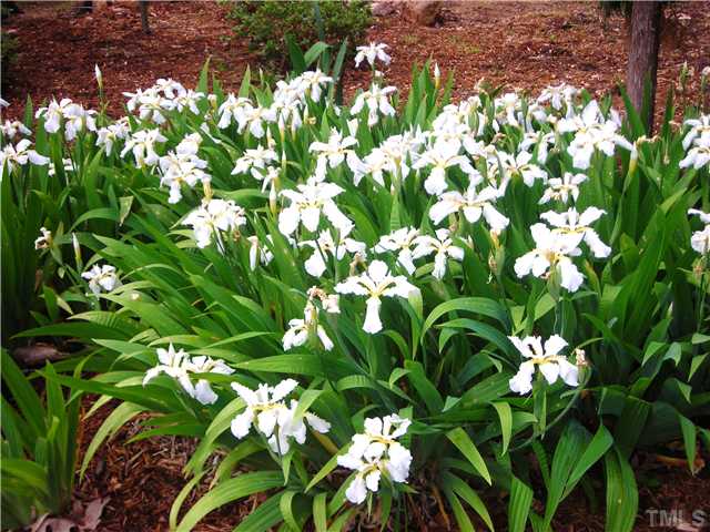 10005 Grafton Road Raleigh, NC 27615 - Photo 12 of 25 Iris anyone???