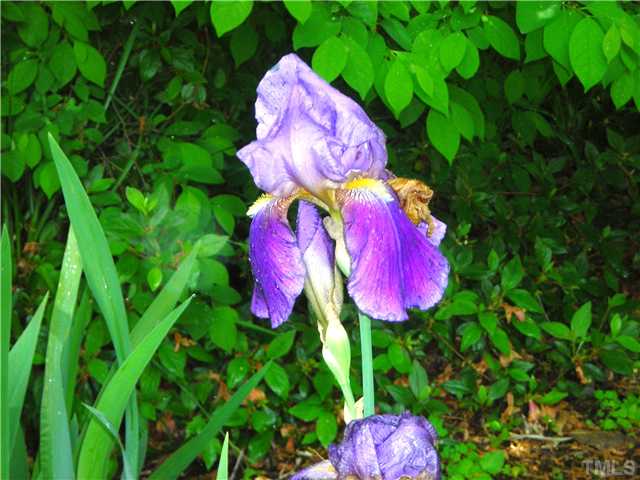 10005 Grafton Road Raleigh, NC 27615 - Photo 14 of 25 Only one variety of the gorgeous Iris grown on the property!