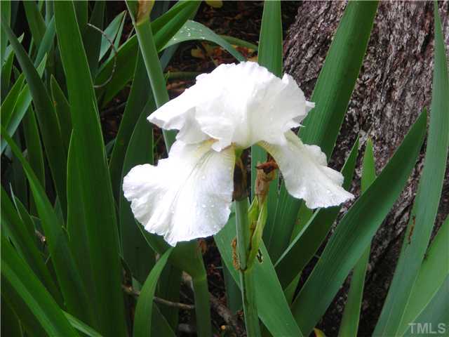 10005 Grafton Road Raleigh, NC 27615 - Photo 15 of 25 Enjoy the spectacular varieties of Iris throughout the yard!