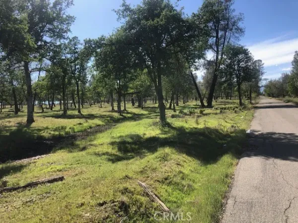 a view of yard with trees