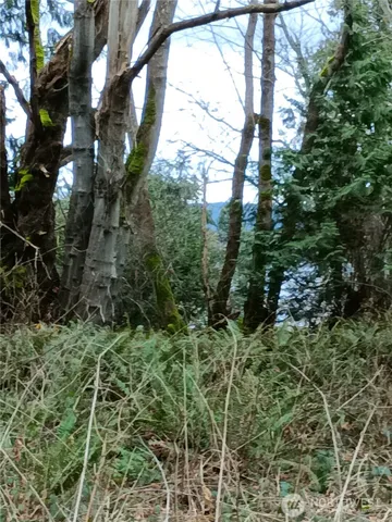 a view of a forest filled with trees