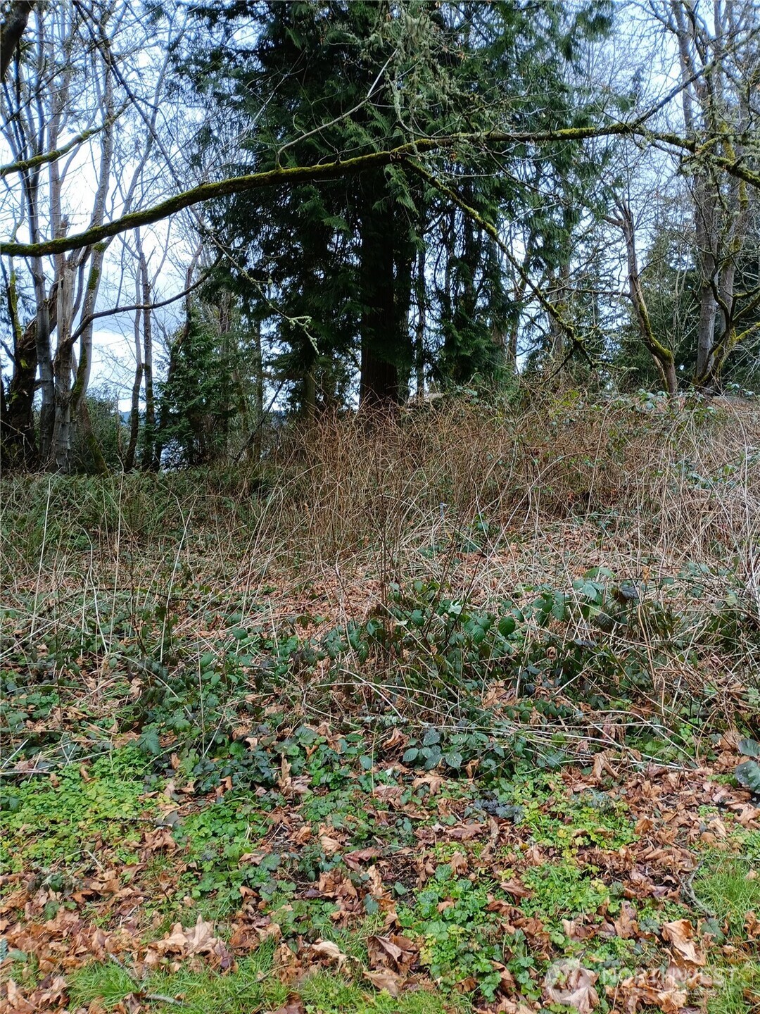 111 Crest Place Everett, WA 98201 - Photo 2 of 2 a view of a forest filled with trees