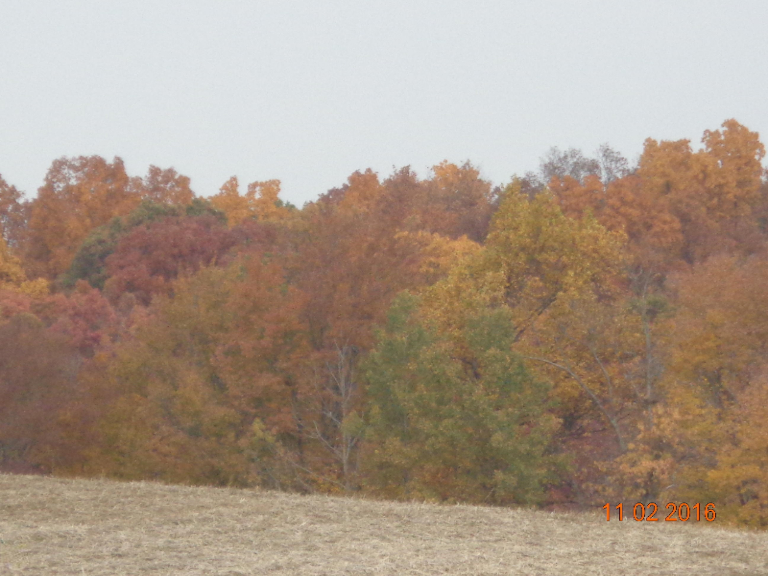 9935 Singer Lake Road Baroda, MI 49101 - Photo 26 of 29 DSC02586