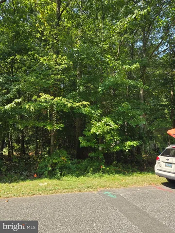 a view of a yard with plants