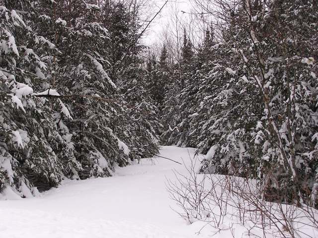 On Fishel Road Long Lake, WI 54542 - Photo 9 of 11 Gallery Image 9
