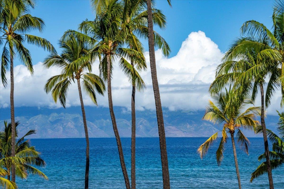 3543 Lower Honoapiilani Road, Unit J302 Lahaina, HI 96761 - Photo 16 of 44 a view of a palm plant in a garden