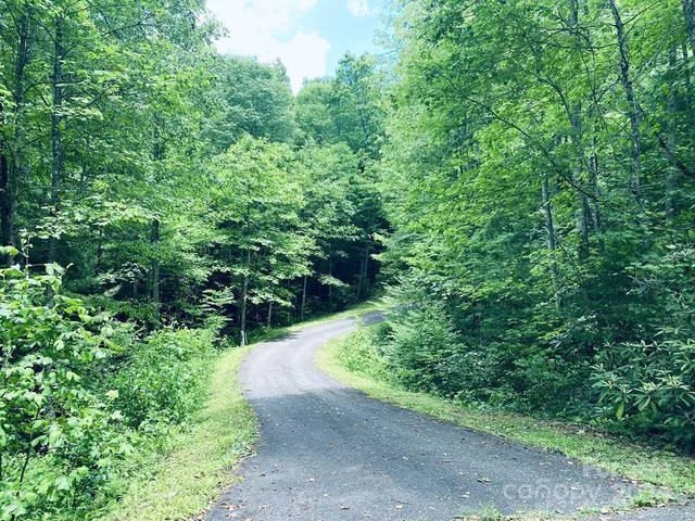 a view of a lush green forest with lots of trees