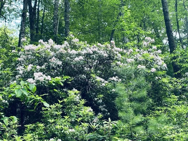 a view of a lush green forest