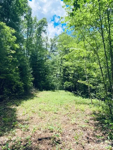 a view of a garden with plants