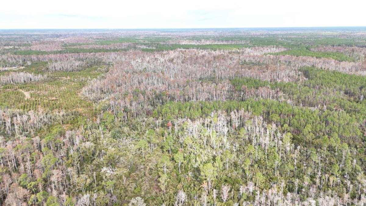 0 Airport Grade Road Perry, FL 32348 - Photo 6 of 6