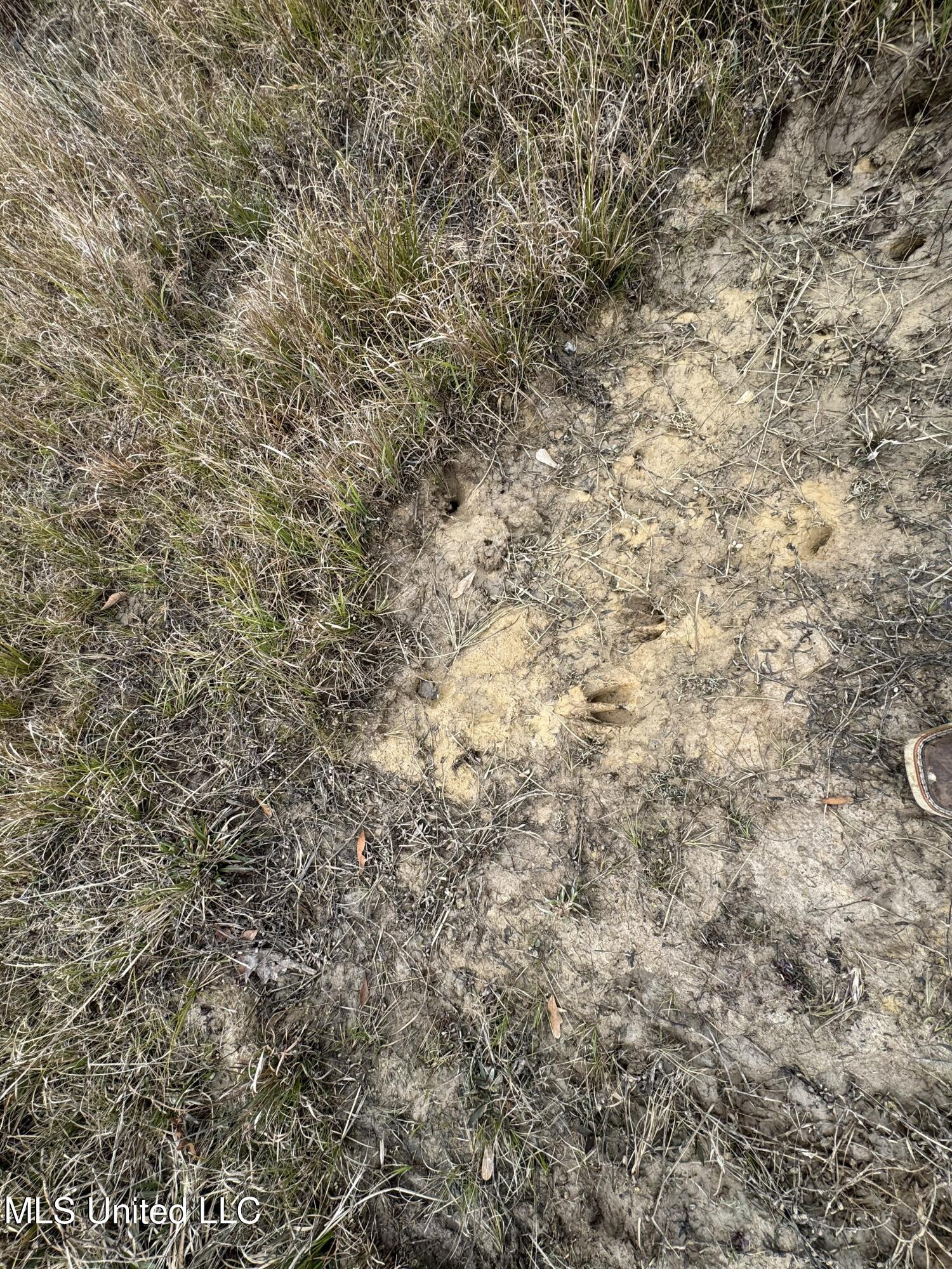 Cold Springs Road Collins, MS 39428 - Photo 9 of 14 IMG_7798