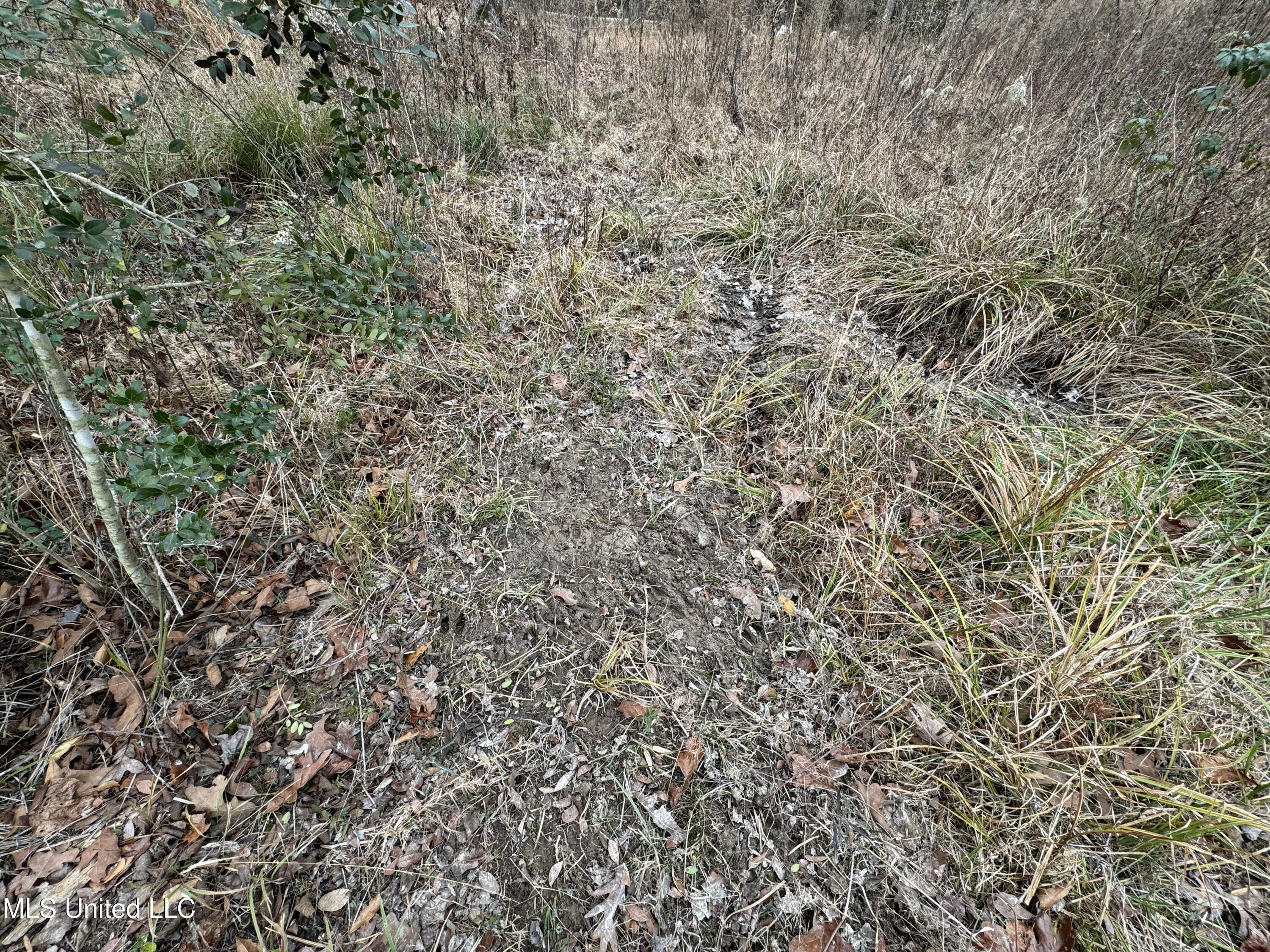 Cold Springs Road Collins, MS 39428 - Photo 10 of 14 IMG_7803