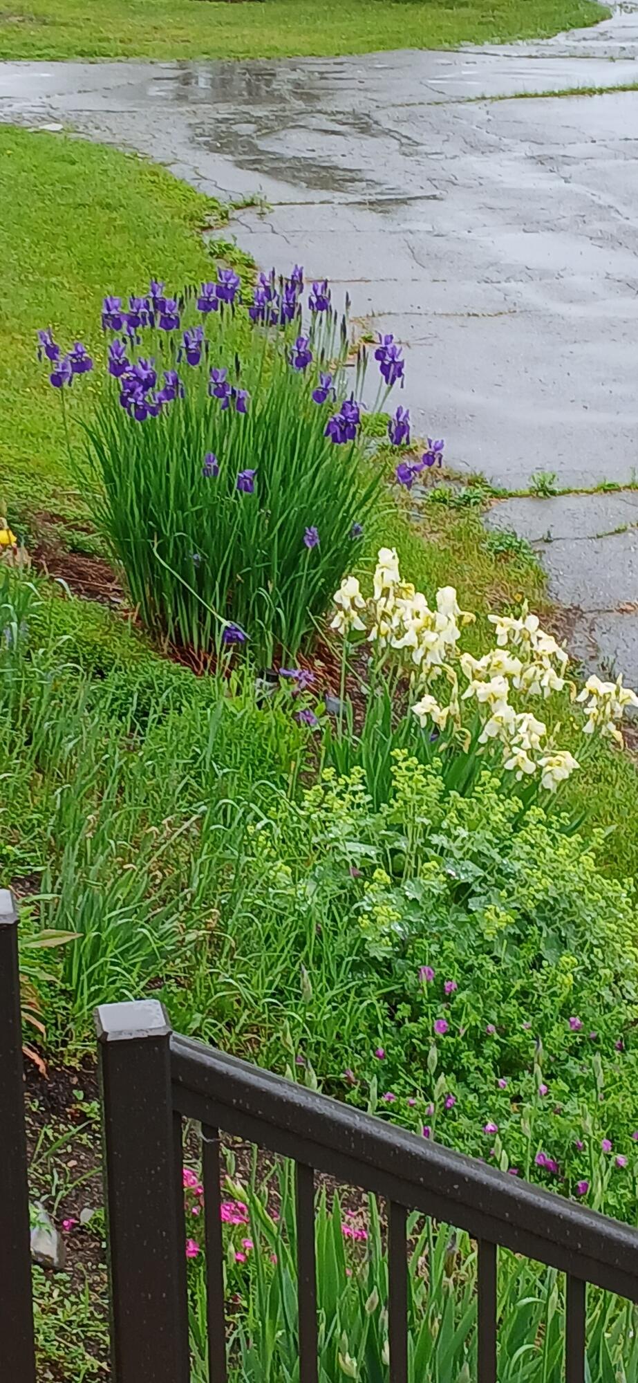 391 River Road Orrington, ME 04474 - Photo 30 of 72 purple-white flowers by driveway