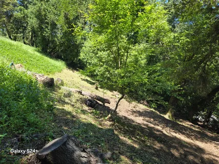 a view of a forest with a tree
