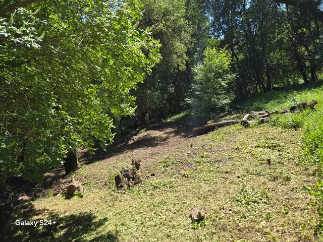 a view of a yard with plants and trees