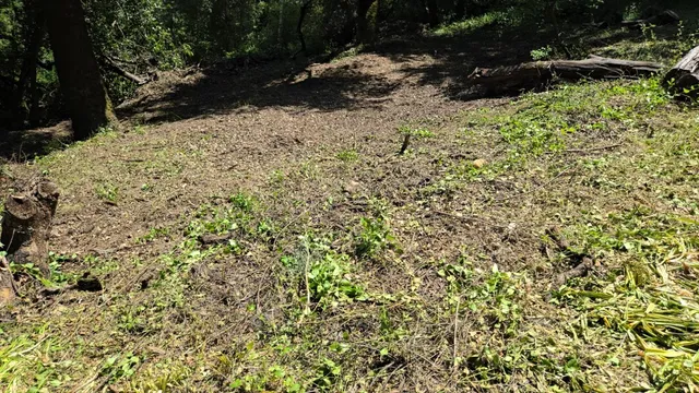 a view of a yard with a tree