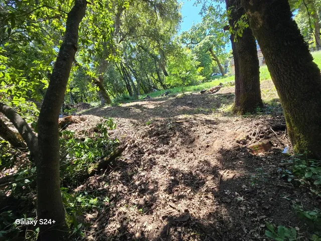 a view of a trees with a tree