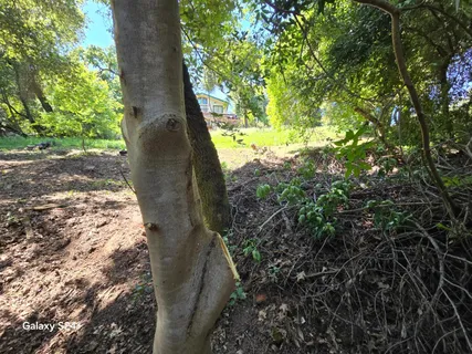 a view of a yard with plants