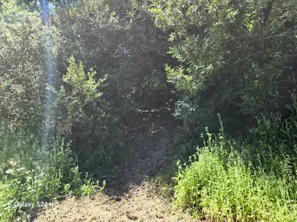 a picture of tree