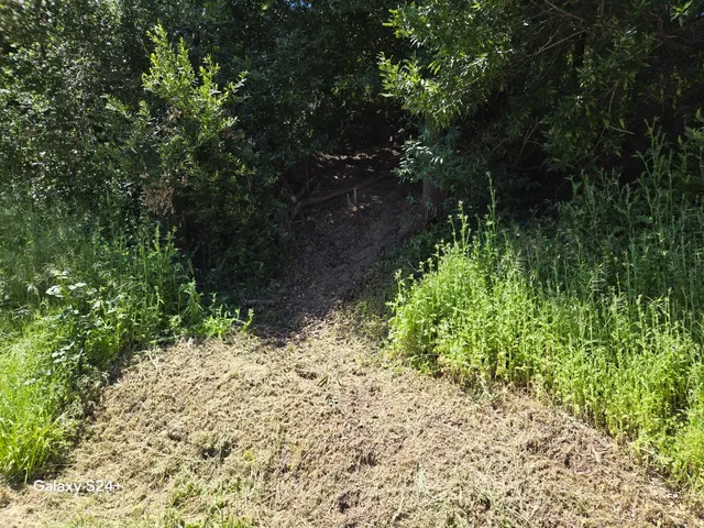 a plant view in yard