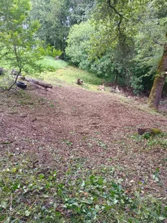 a view of a yard with a tree