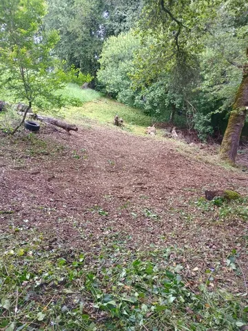 a view of a yard with a tree