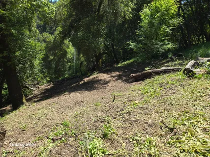 a view of a yard with plants and trees