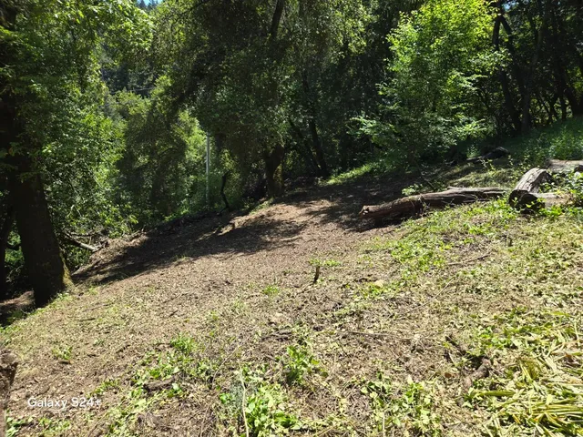 a view of a yard with plants and trees