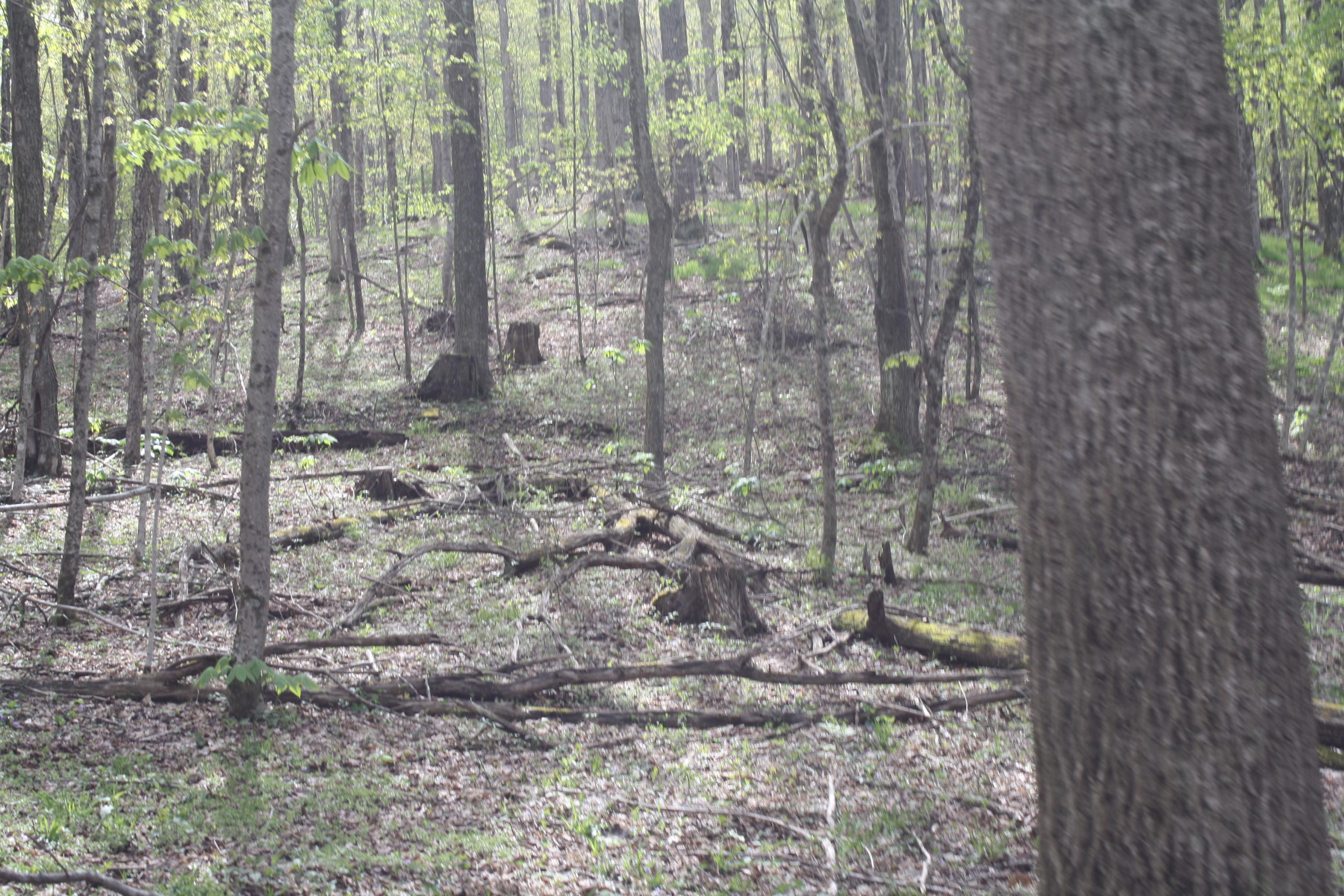 1161 Plumley Mountain Road Sandstone, WV 25985 - Photo 109 of 138 Gallery Image 109