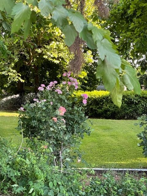 42943 Road 114 Dinuba, CA 93618 - Photo 5 of 40 a view of a garden