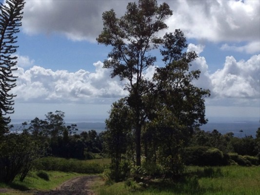 a view of a bunch of trees