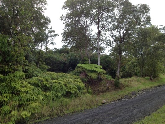 56 Kaiwiki Road Hilo, HI 96720 - Photo 4 of 10 a view of a lush green forest