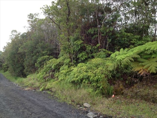 56 Kaiwiki Road Hilo, HI 96720 - Photo 5 of 10 a view of a forest with a tree