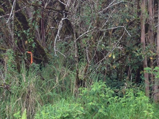 56 Kaiwiki Road Hilo, HI 96720 - Photo 8 of 10 a view of a forest with a tree
