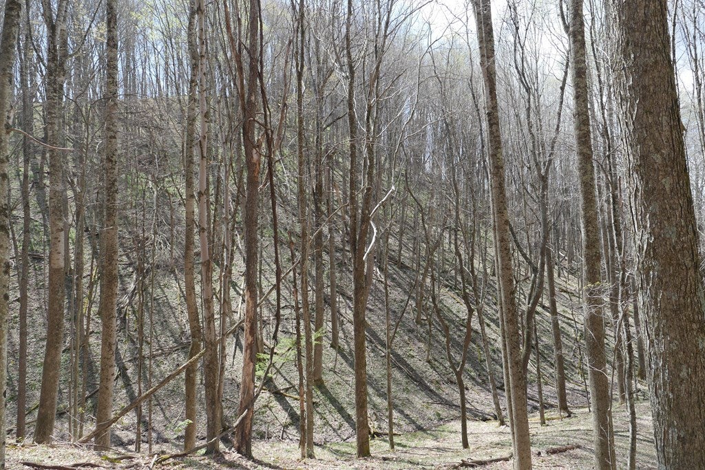 Tbd Unity Road, Unit 1 North Tazewell, VA 24630 - Photo 41 of 92 Gallery Image 41