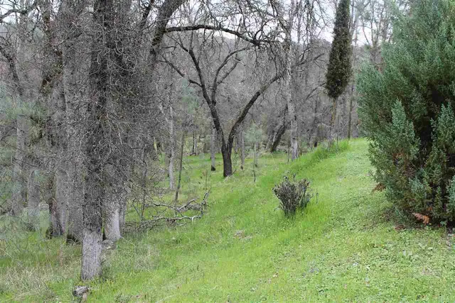 a view of a park with large trees