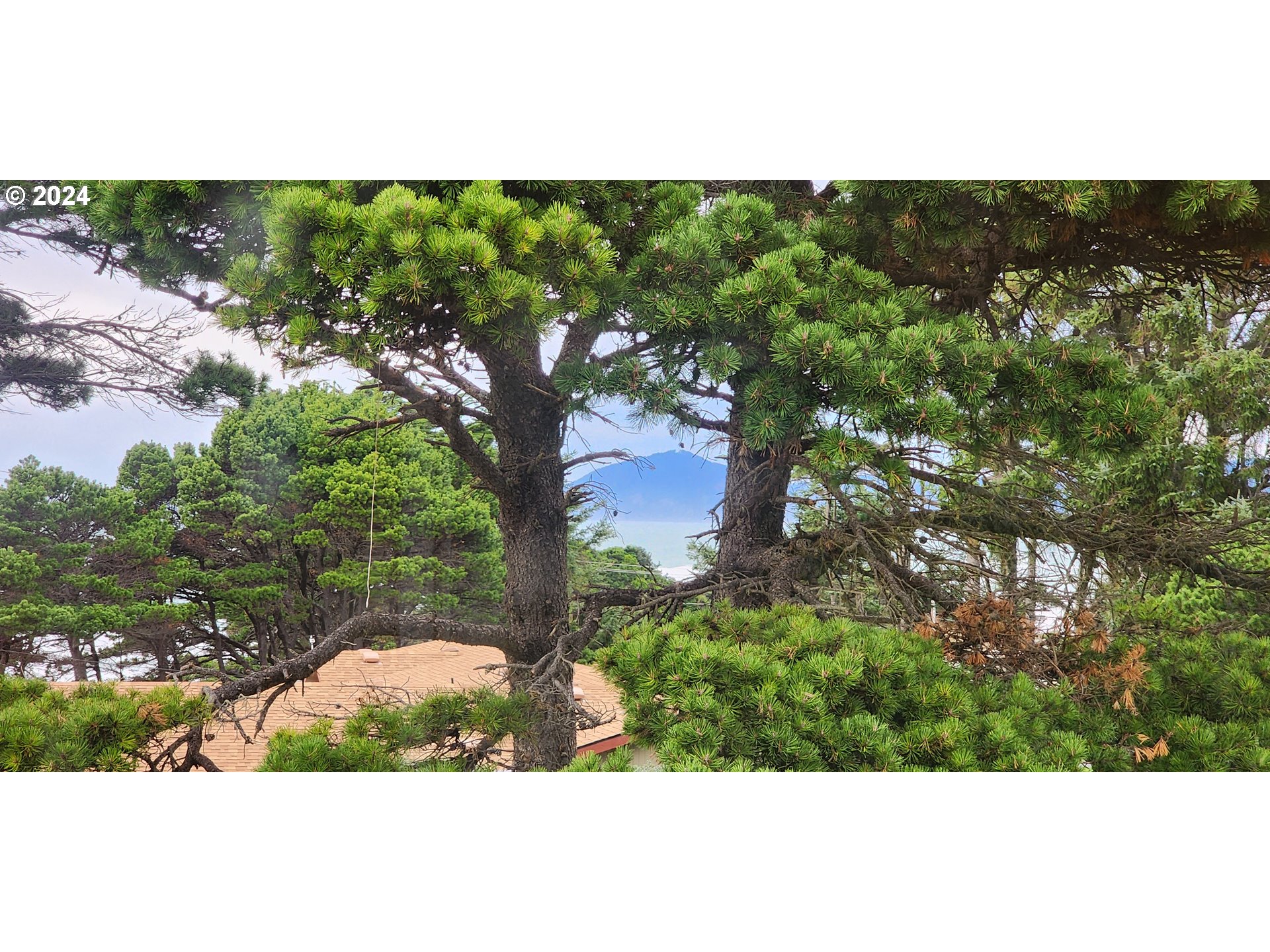 33327 Ophir Road Gold Beach, OR 97444 - Photo 31 of 32 a view of a tree with a yard