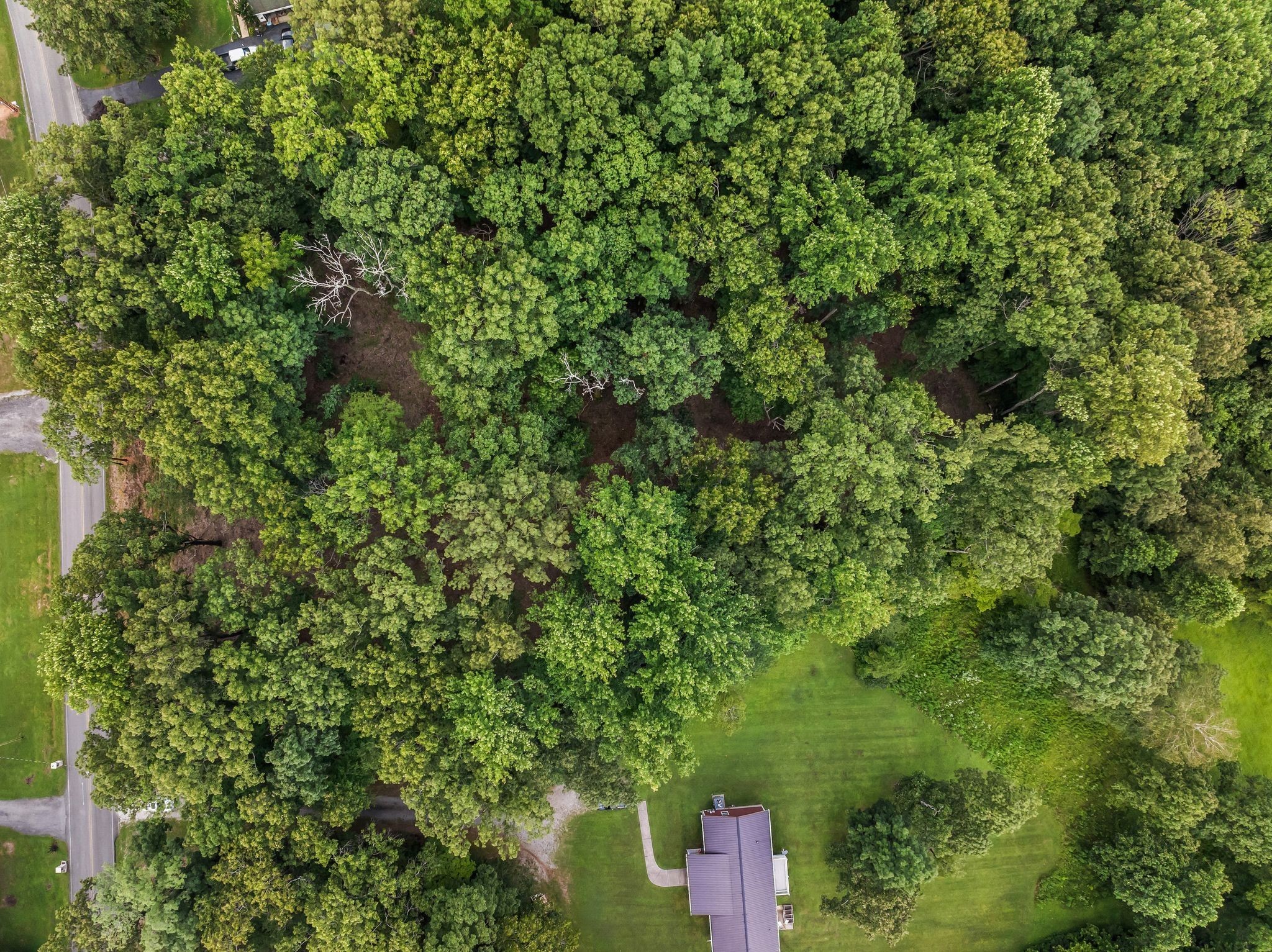 0 Iron Hill Road Burns, TN 37029 - Photo 13 of 13 a view of a forest with a tree