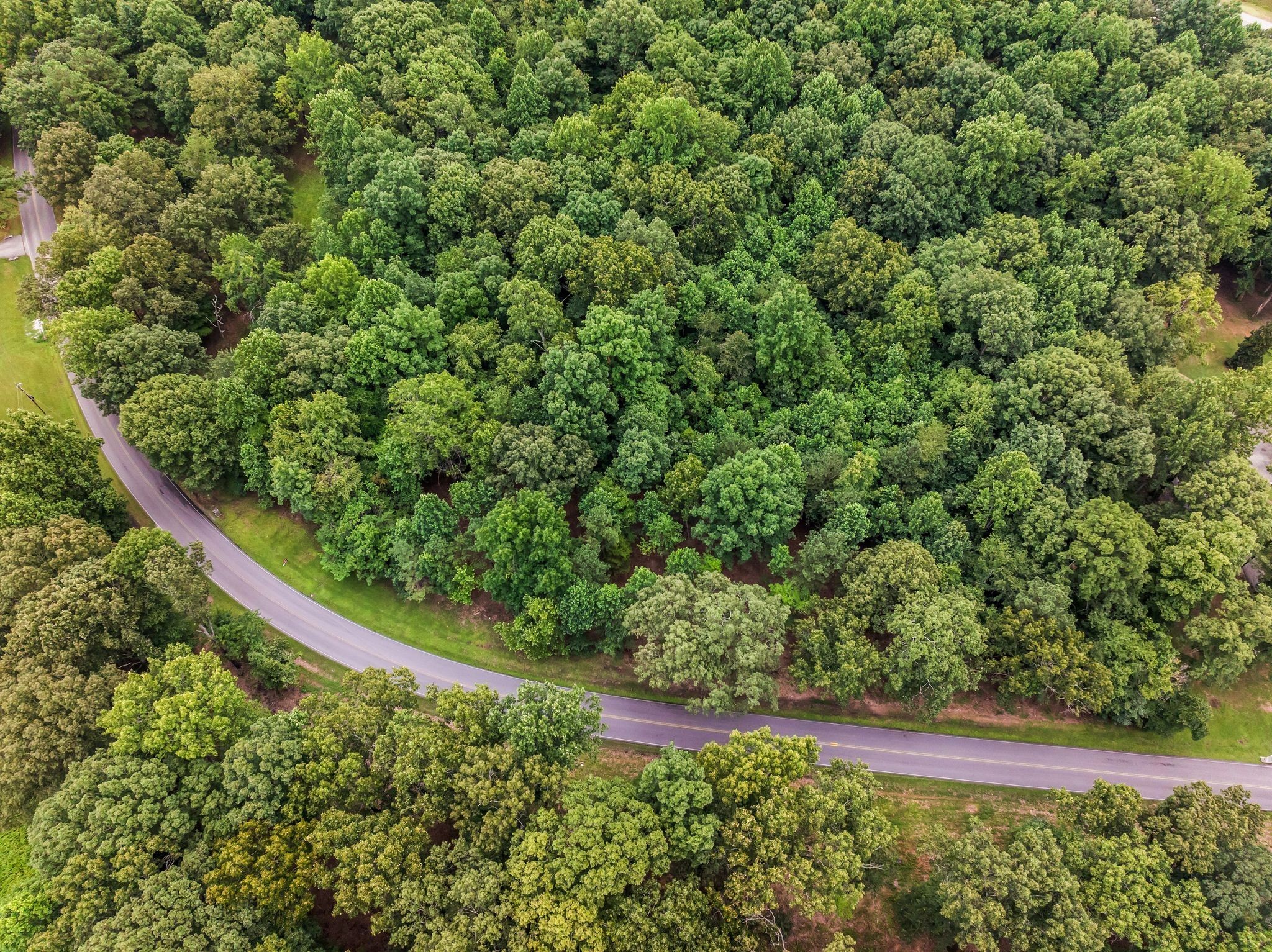 0 Iron Hill Road Burns, TN 37029 - Photo 8 of 13 a view of a yard with plants and a small yard