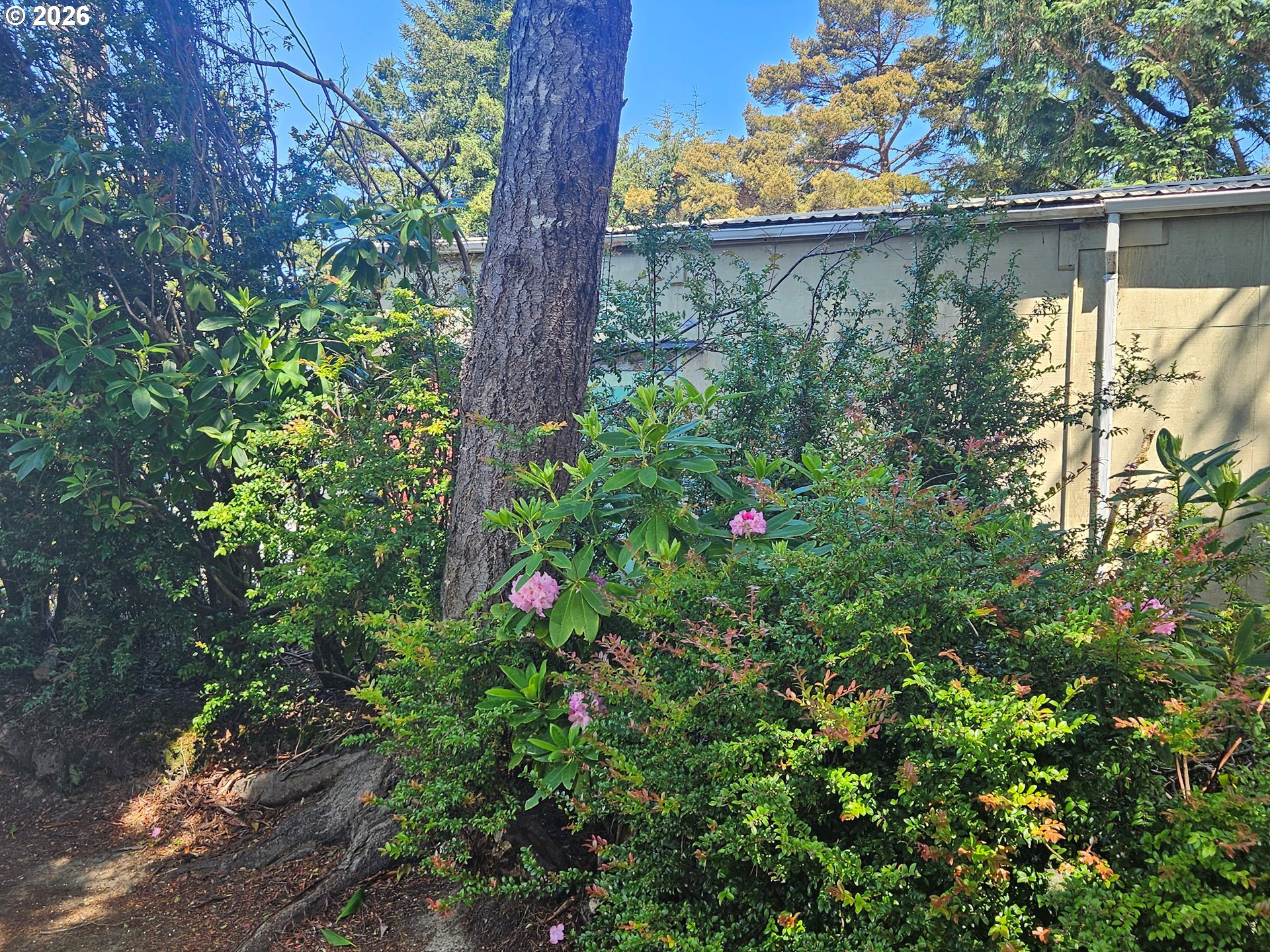 1600 Rhododendron Drive, Unit 214 Florence, OR 97439 - Photo 24 of 38 a view of a yard with a tree