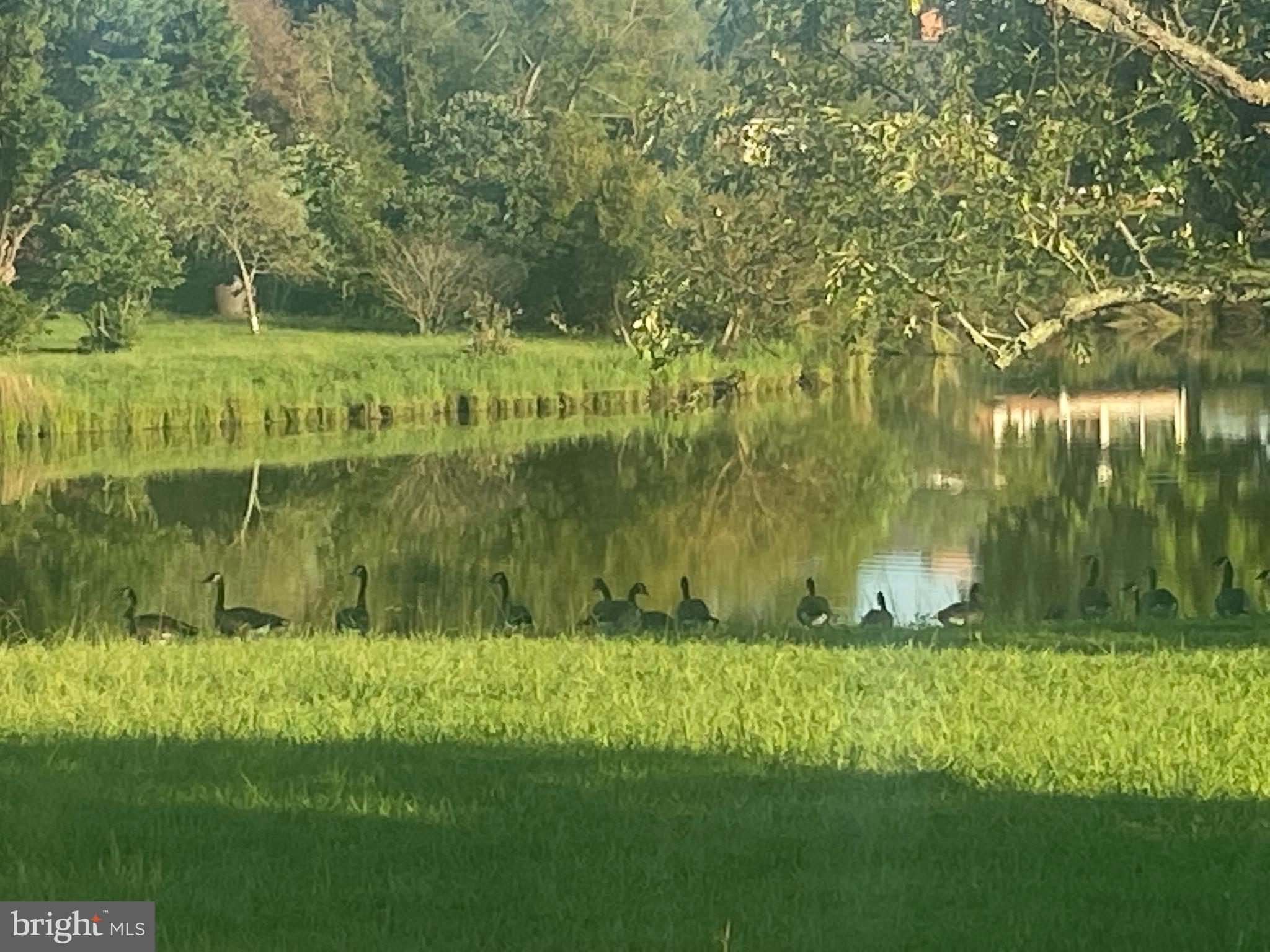 29569 Porpoise Creek Road Trappe, MD 21673 - Photo 13 of 25 a view of a lush green space