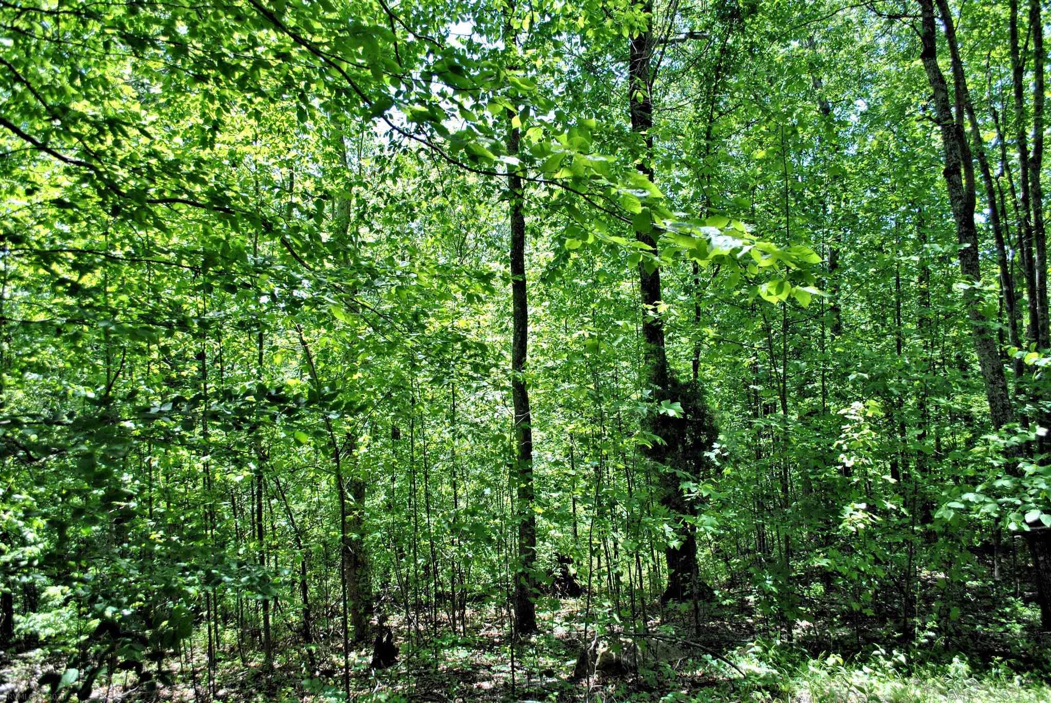Tbd 6.816-ac Tbd 6.816-ac Hendrickson Road Ripplemead, VA 24150 - Photo 11 of 14 Gallery Image 11