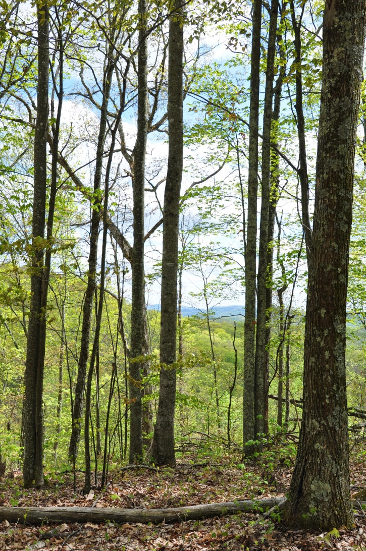100 Lon Martin Road Meadow Bridge, WV 25976 - Photo 4 of 9 Gallery Image 4