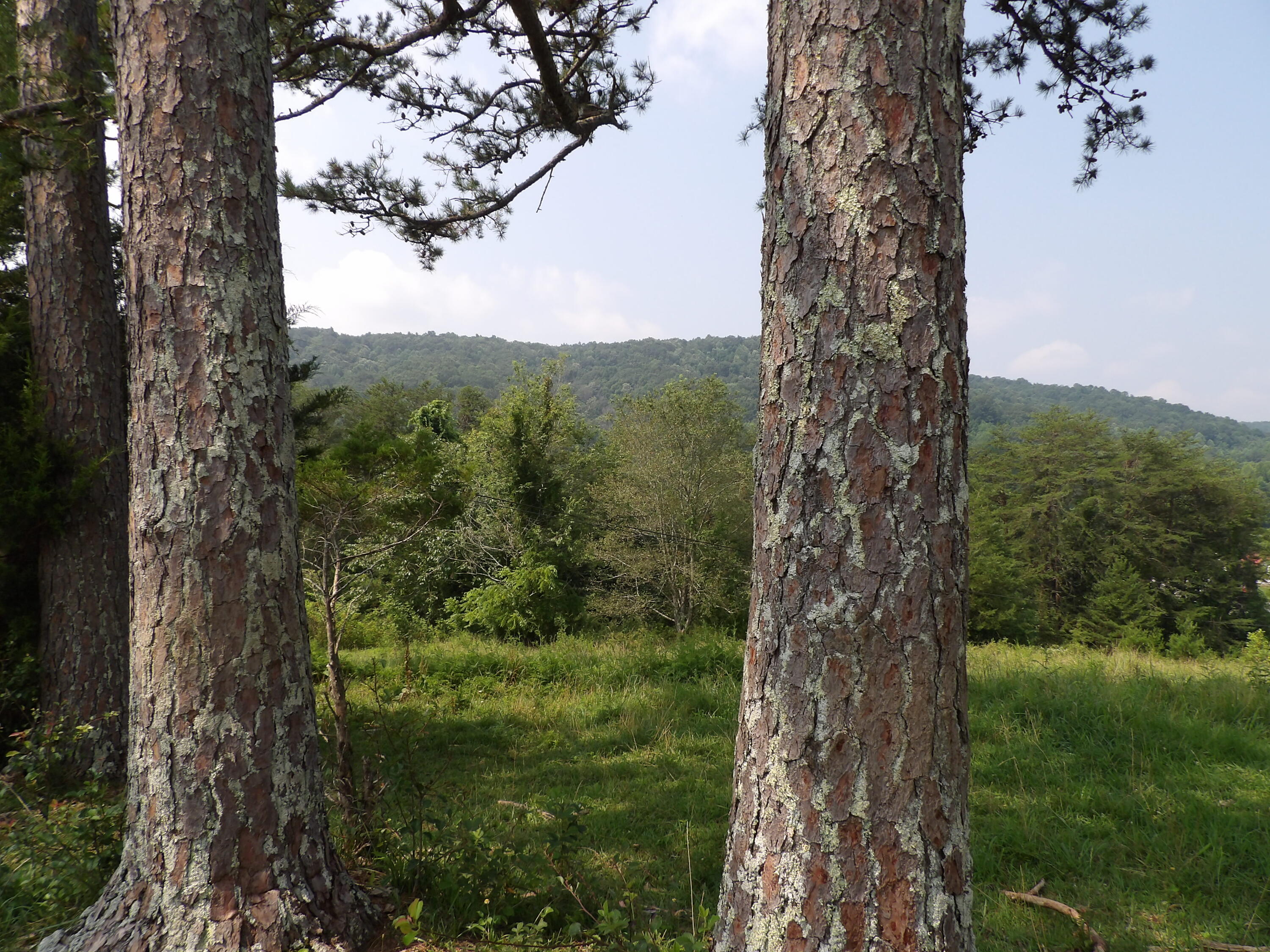 11370 Brockdell Road Pikeville, TN 37367 - Photo 29 of 32 100_5704