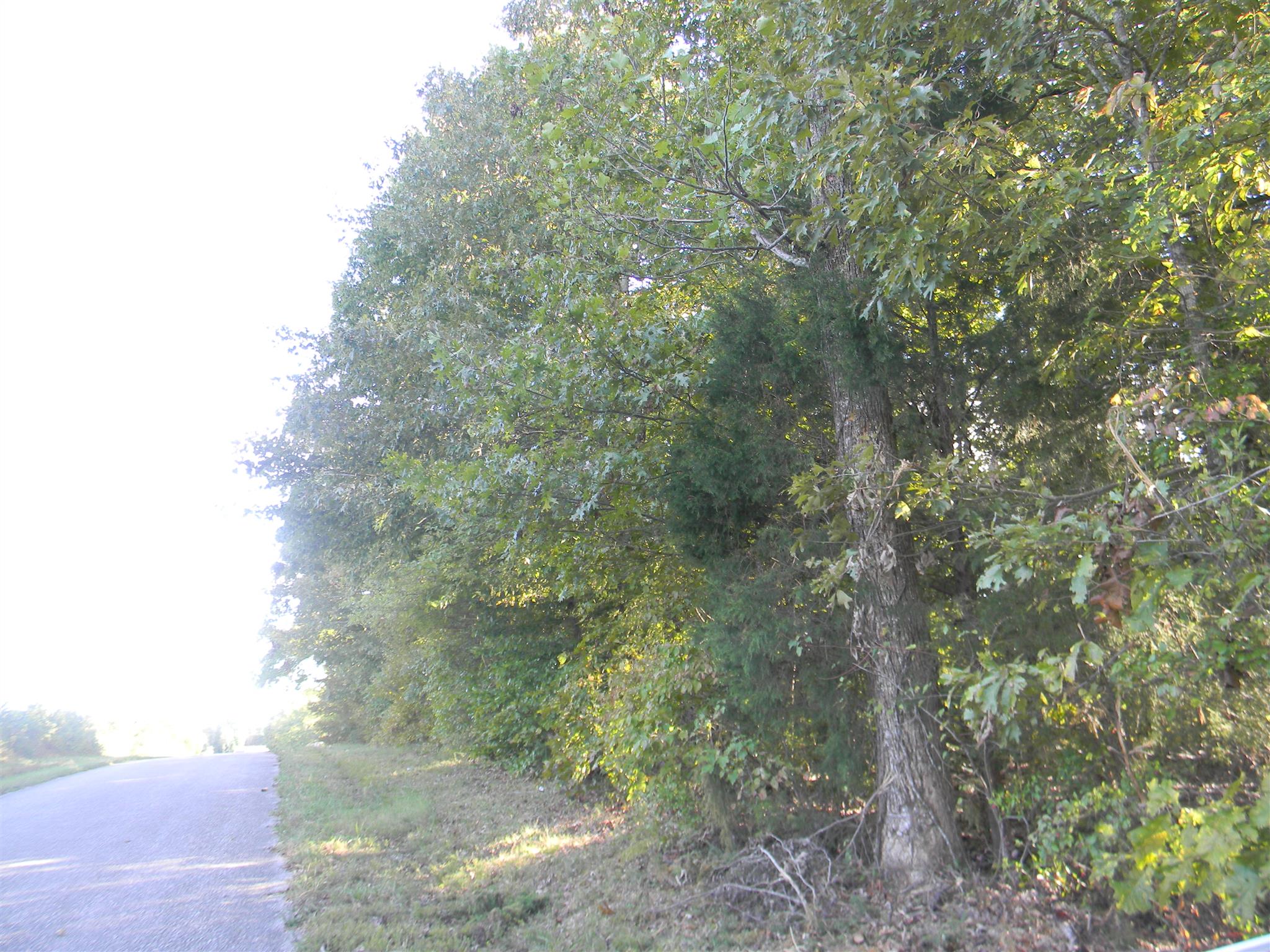 0 Calvin Potts Road, Unit 2 Primm Springs, TN 38476 - Photo 3 of 13 Gallery Image 3
